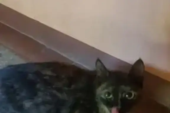 Кошка найдена: ул. Кропоткина, 124