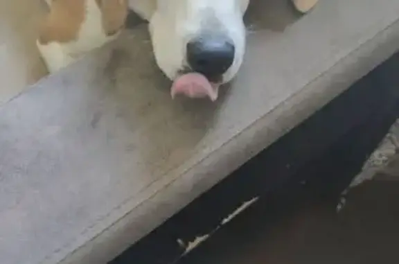 Собаки потеряшки, Кохма, фото: Потеряшка собака на 2-й Завражной, 1, Кохма