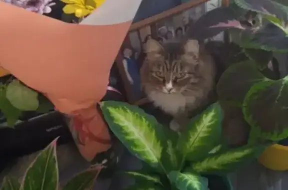 Пропала кошка, Барнаул