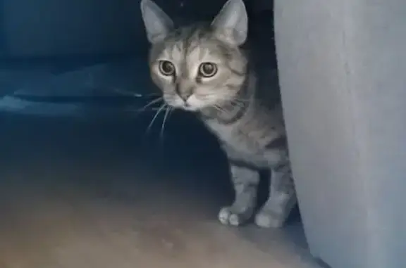 Объявления о пропавших и найденных животных, Ленинградская область, фото: Кошка найдена в Мурино, Ленобласть