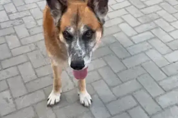 Найдена собака: Токкари, ул. Нулл Д. 1