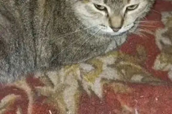 Найдена кошка, Барнаул, фото: Трехшерстная кошка найдена: Красноармейский 64