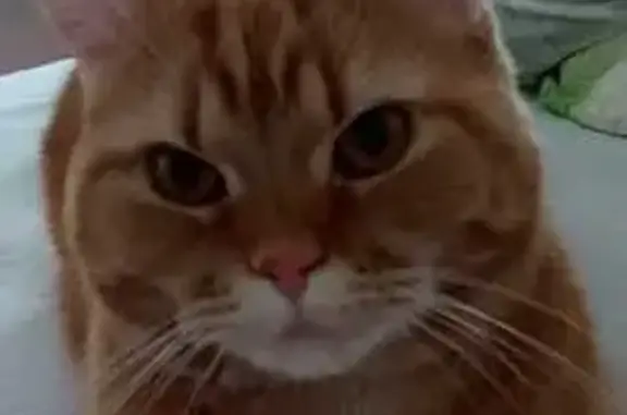 Кошки потеряшки, Северск, фото: Потеряшка кошка, Солнечная 3, Северск