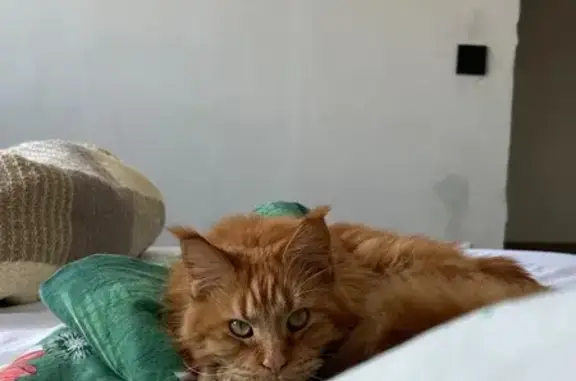 Пропала кошка на Новороссийской, Приуралье