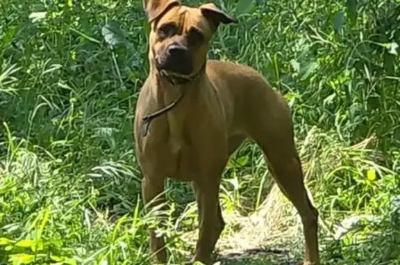 Собака найдена на Зерноградской, 47, Ростов-на-Дону