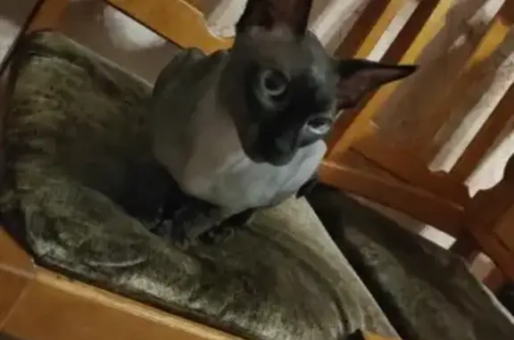 Кошка найдена в Краснодаре, Краснодарский край