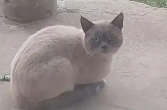 Пропала кошка, Садовое Кольцо, 44Д
