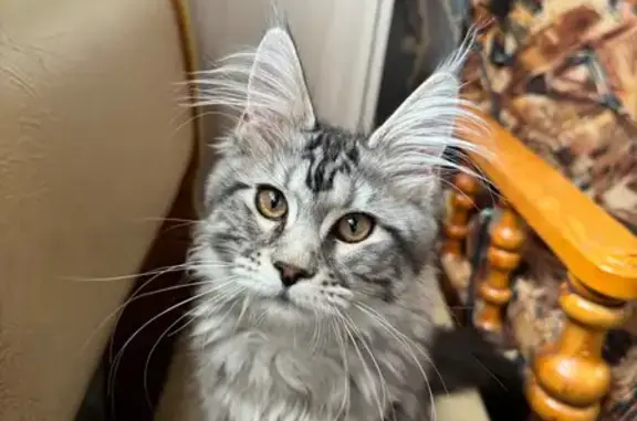 Пропала кошка, Олимпийская 14, Миасс