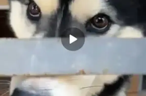 Собака найдена в районе ДНП Парус, Можайск