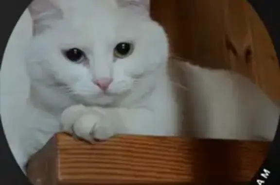 Пропала кошка, ул. Образцовая 9, Уфа