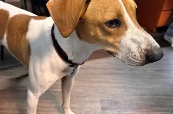 Собака найдена: ул. М. Горького, 276