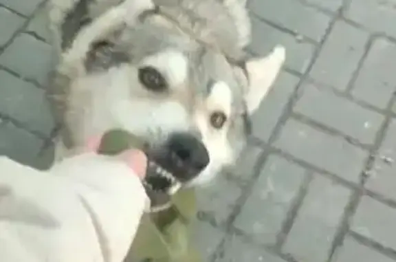 Собака найдена: пл. Свободы, Ростов-на-Дону