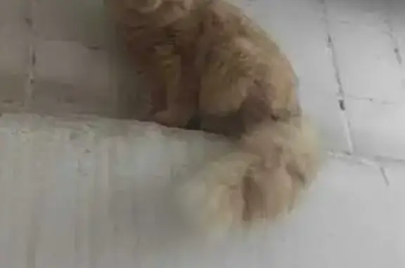 Найденные животные Красноярск, фото: Кошка найдена, ул. Железнодорожников 30