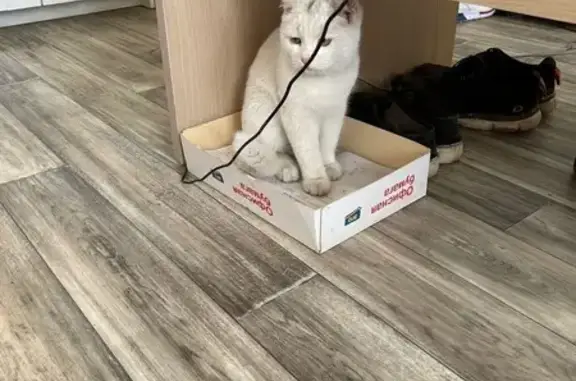 Найдена кошка, ул. Чернышевского 94, Саратов