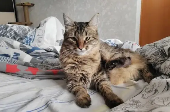 Пропала кошка, ул. Чапаева 8, Павлово