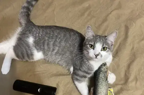 Кошки потеряшки, Хабаровск, фото: Потеряшка кошка, Школьная 12, Хабаровск