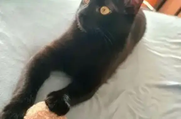 Кошки потеряшки, Уфа, фото: Потеряшка кошка, Султанова 2, Уфа