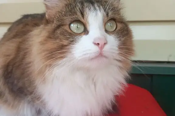 Найдена кошка, Дрожжино