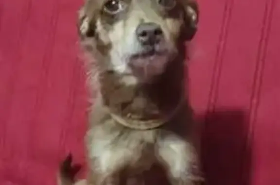 Собаки потеряшки, , фото: Потеряшка собака у арки 42/07, Набережные Челны