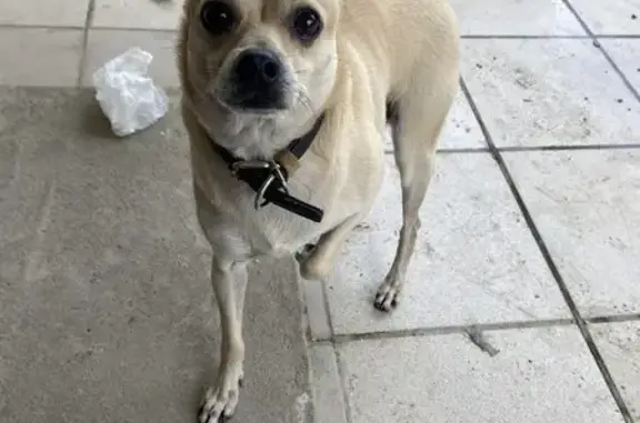 Найдена собака, Волгоград, фото: Собака найдена, ул. Качалова 19, Волгоград