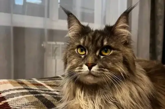 Кошки потеряшки, Саратовская область, фото: Потеряшка кошка, Шумейка, Bekker House