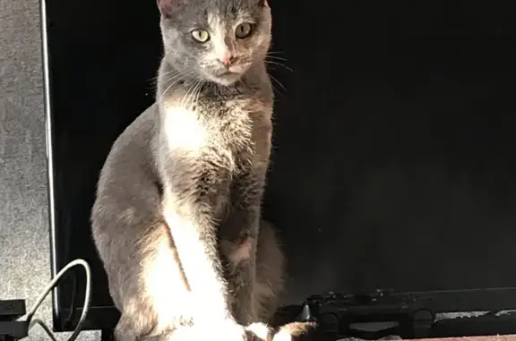 Пропала кошка, ул. Кузнецова 4, Татищево