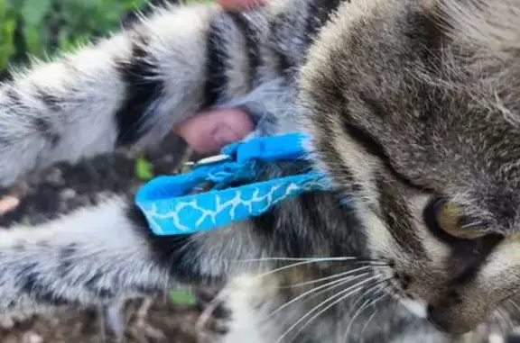Найдена кошка, Кудымкар, фото: Найдена кошка, ул. 8 Марта, 12, Кудымкар