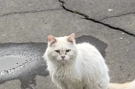 Кошка найдена у подъезда 60/15, Набережные Челны