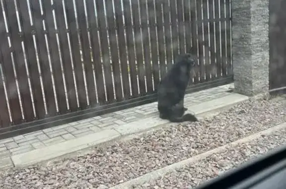 Найдена собака, Манский, фото: Собака у ворот: Красноярская ул, 116