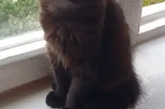 Пропала кошка, 5, Кропоткин