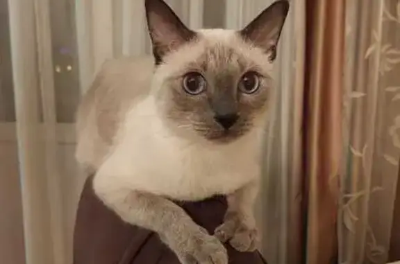 Пропала тайская кошка, Осенняя ул., 30