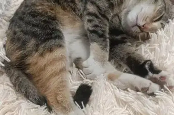 Найдена кошка, Центральная 17, Григорово