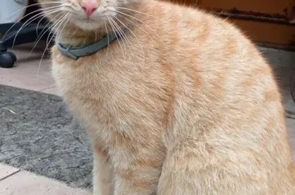 Найдена кошка, Малаховка