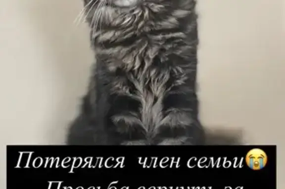 Кошки потеряшки, Красноярск, фото: Потеряшка кошка, 5-я Таймырская, 11, Крск