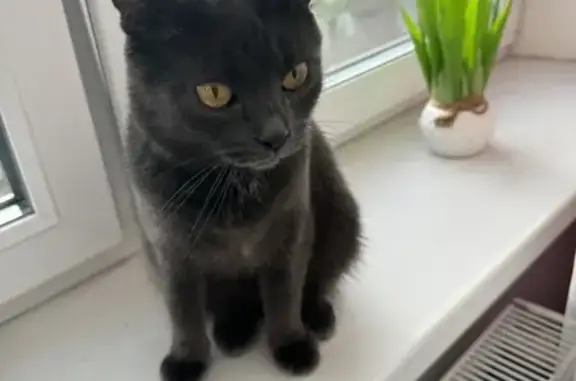 Кошки потеряшки, , фото: Потеряшка кошка, озеро Юбилейное, Гродно