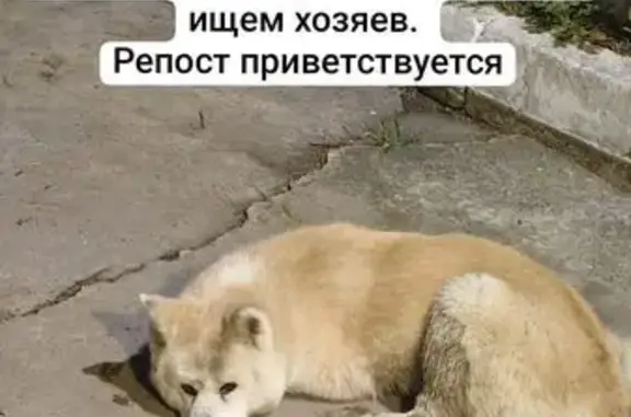 Найдена собака, Ясная ул. 4, Хабаровск