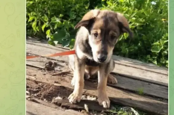 Пропала собака, ул. 9 Января, 1, Ревда