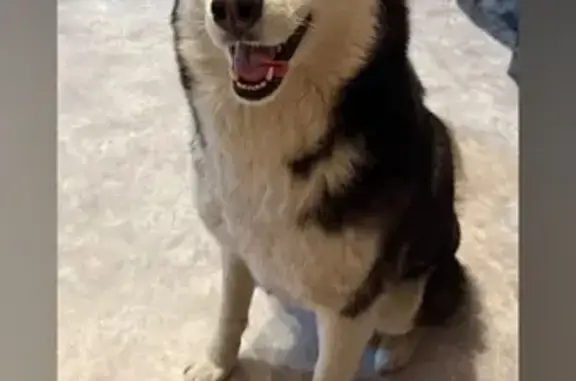 Собаки потеряшки, Омск, фото: Потеряшка собака, Омск, 25-я линия, 59