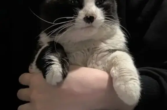 Пропал кот, Челябинск, ул. Сосновская 3