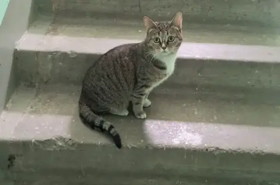 Кошка найдена: Химкинский бул., 15к1, Москва