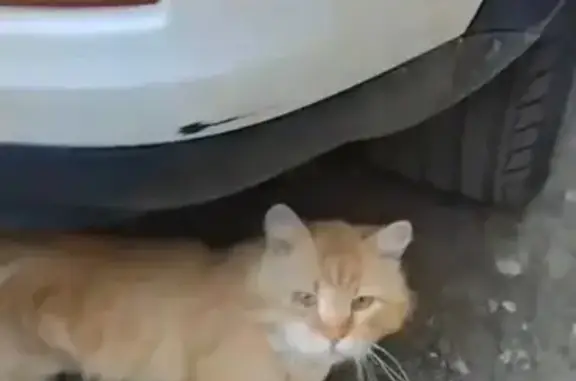 Найдена кошка, Елец, фото: Найдена кошка, ул. Кротевича, 33, Елец