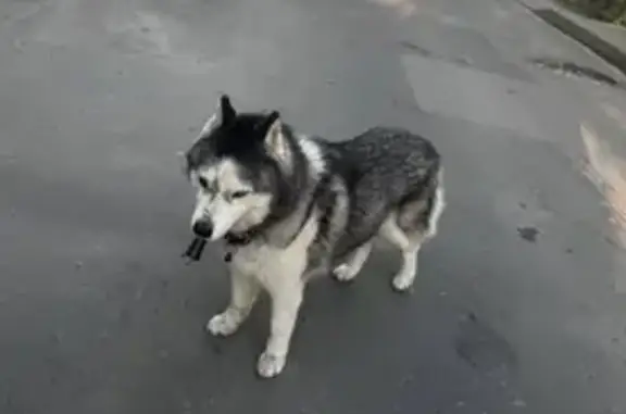 Хаски найдена: ул. Добролюбова 39-117