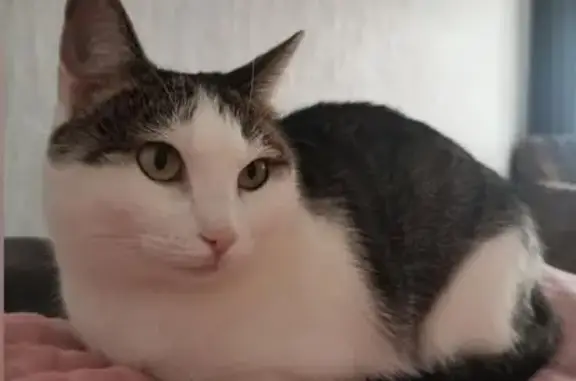 Кошки потеряшки, Минская область, фото: Потеряшка кошка Белка, ул. Быкова, Липки