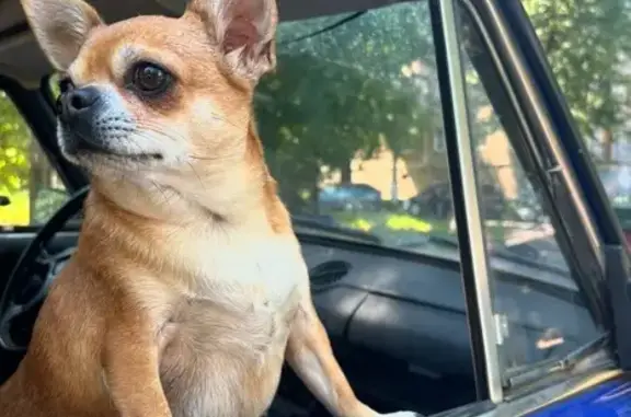 Собаки потеряшки, Орловская область, фото: Потеряшка собака в районе Ивановских дач