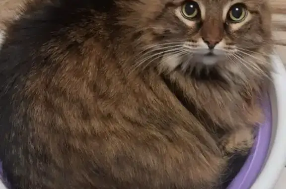 Кошки потеряшки, Москва, фото: Потеряшка кошка, Керченская ул., Москва