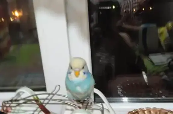 Объявления о пропавших и найденных животных, Миллерово, фото: Пропала птица, ул. Лейт. Матроса 18, Миллерово