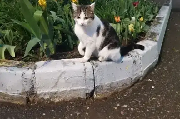 Найдена кошка, Раменское, фото: Красивая кошка найдена на Ногина 6