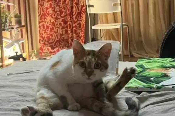 Пропала кошка, 7, Октябрьский