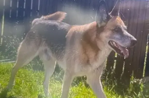 Овчароид найден: ул. Токкари, д. 10