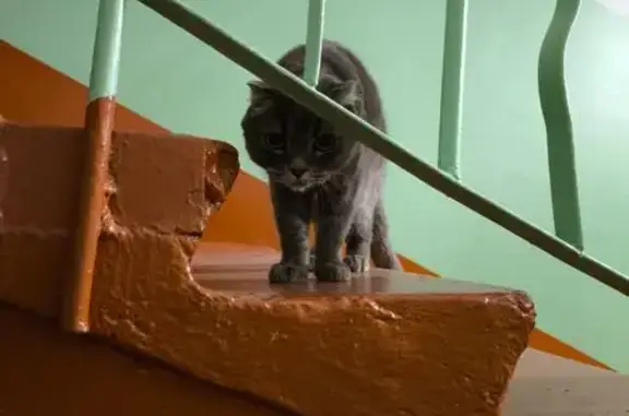 Кошка найдена, Нефтезаводская 36Д, Омск